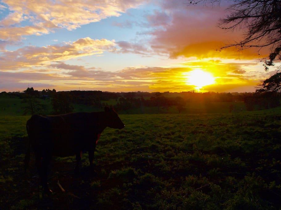 Manderley Park Farmstay B&B Buln Buln Exteriér fotografie